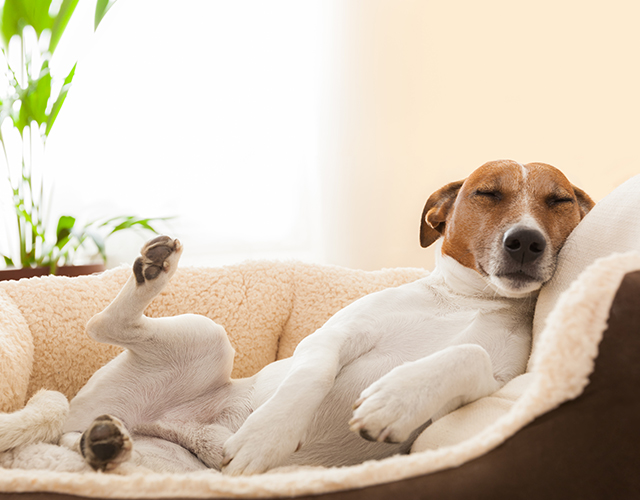 犬の4大予防